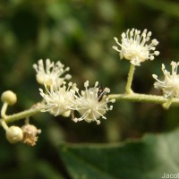 Croton aromaticus L.